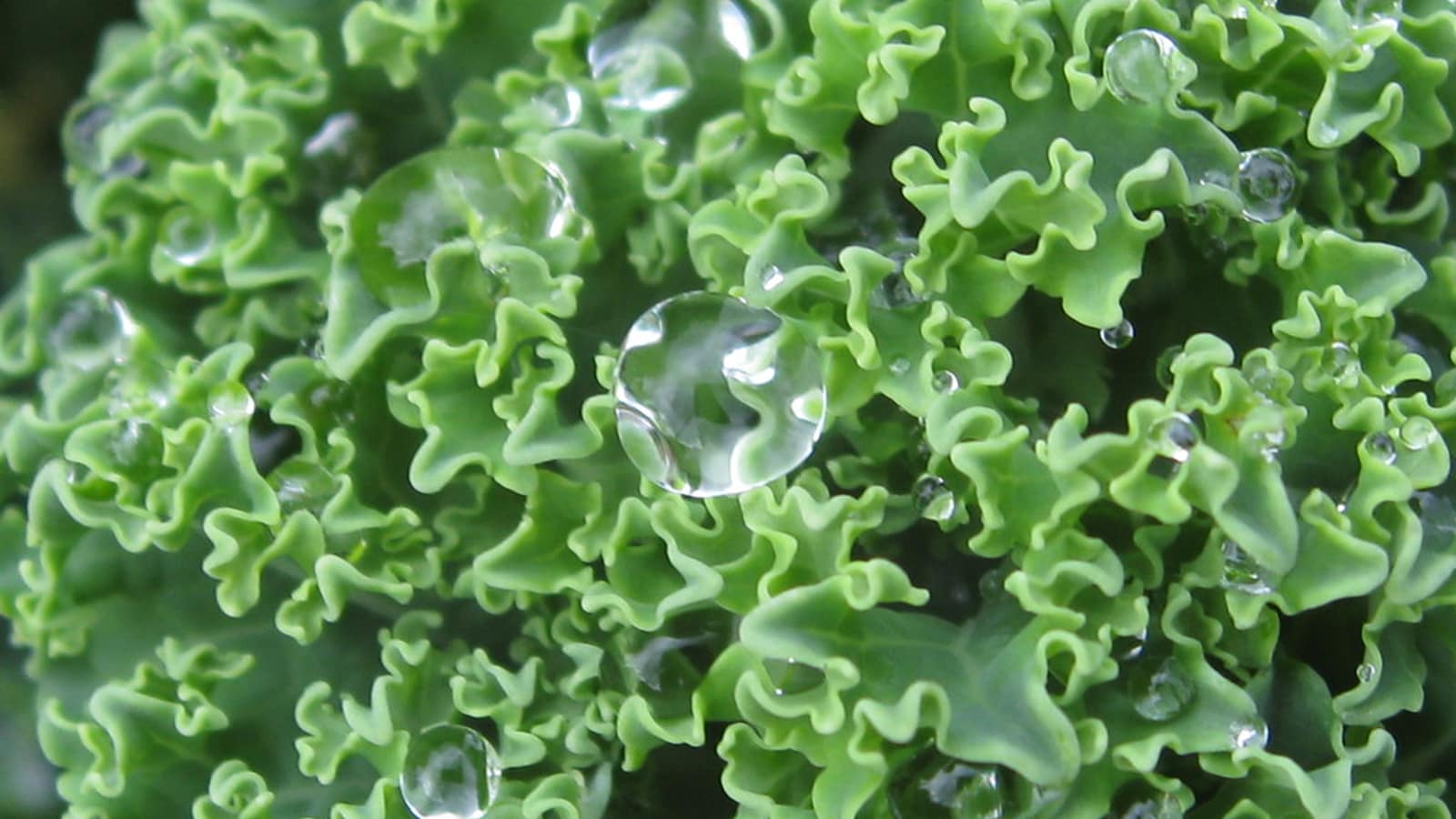 Water droplets beaded on the leaves of a fresh green brassica.