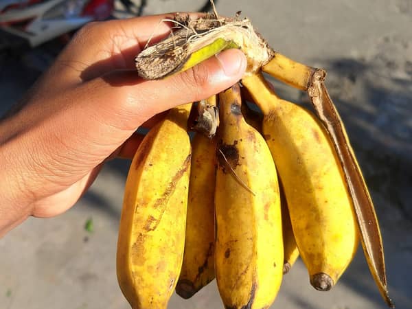 Bananas, Cavendish, 13 kg carton