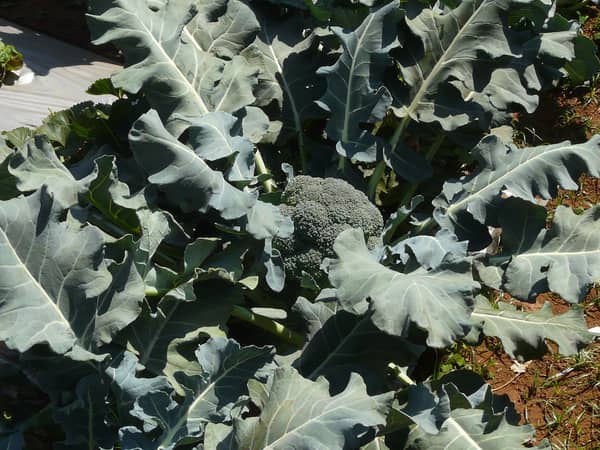 Broccoli, 8 kg carton
