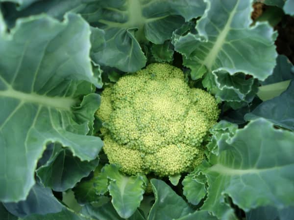 Cauliflower, 8 head carton