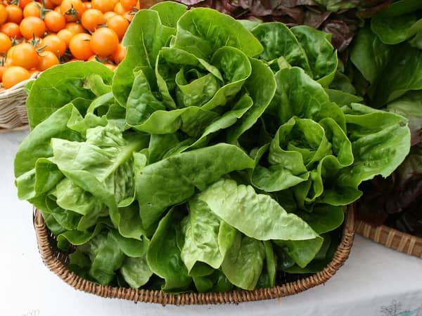 Lettuce, cos, 12 head carton