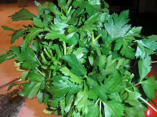 Parsley, flat-leaf, 10 bunch