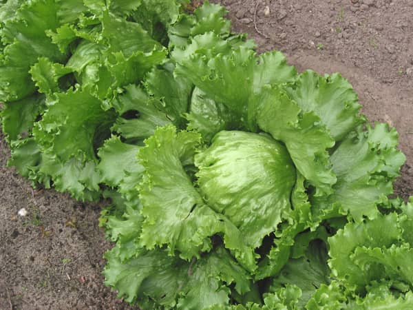 Lettuce, iceberg, 12 head carton
