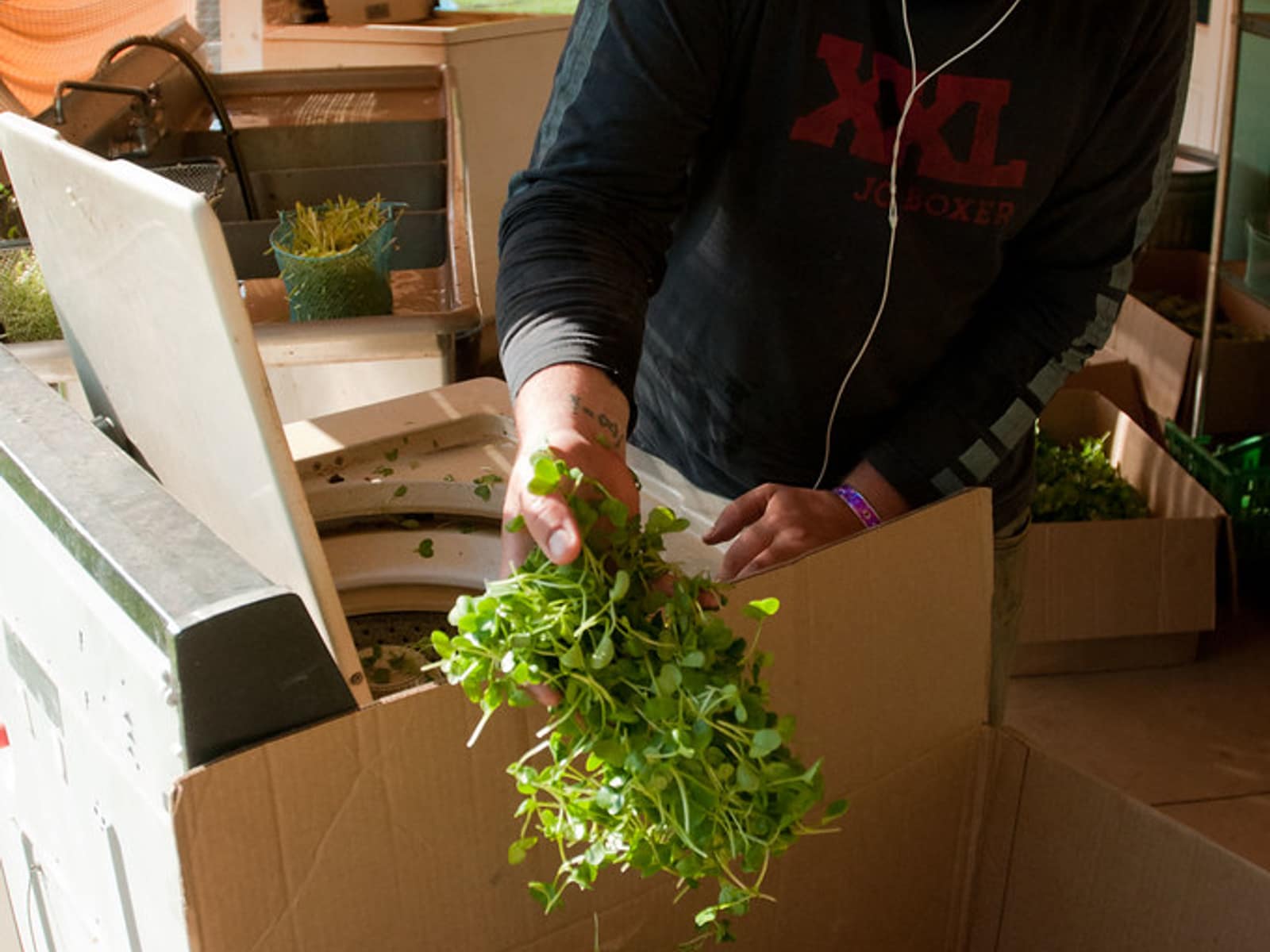 Hands packing fresh leafy greens into a cardboard box.